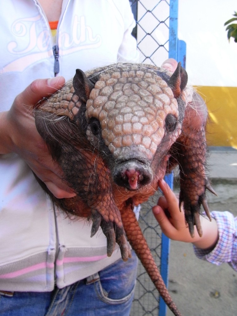 Armadillo