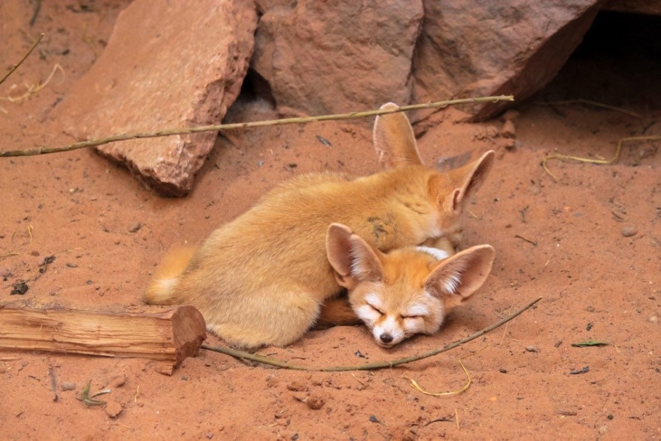 Pet Fennec Fox Legal States and Care information