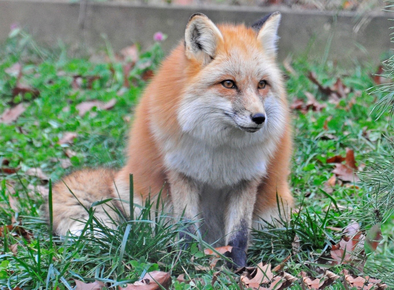 Cute Red Fox