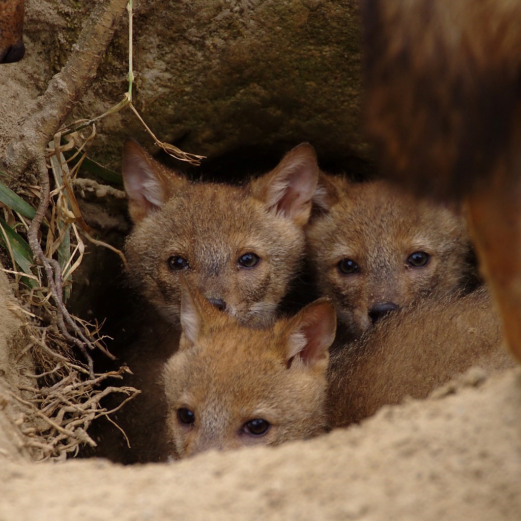 are jackals related to dogs