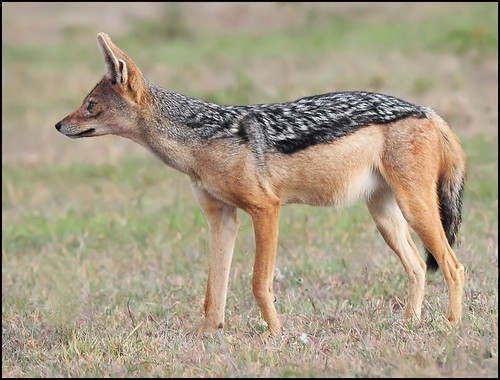 are jackals related to dogs