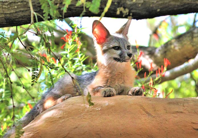 Can you have a pet fox in illinois