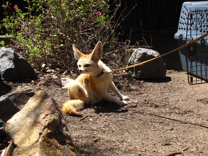 Pet Fennec Fox Legal States and Care information