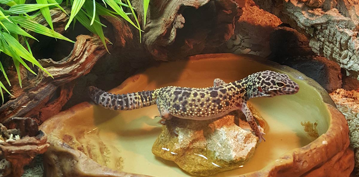 Leopard Gecko Pet Lizard