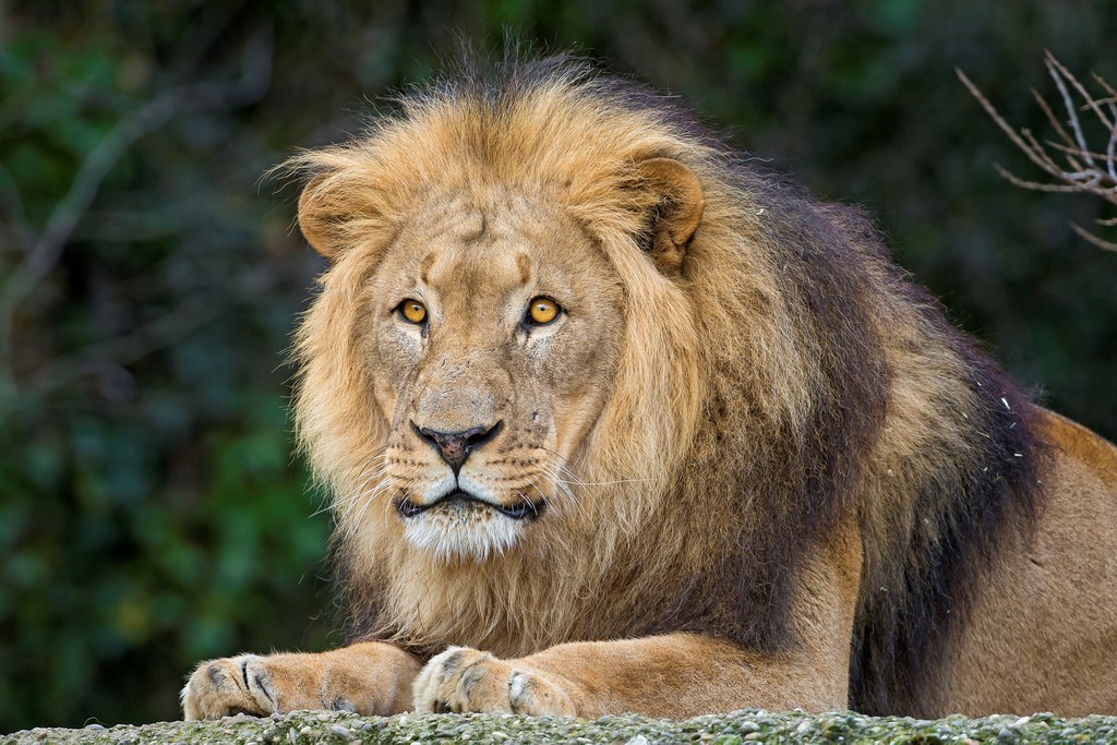Lion Attack Should Not Change North Carolina's Exotic Animal Laws
