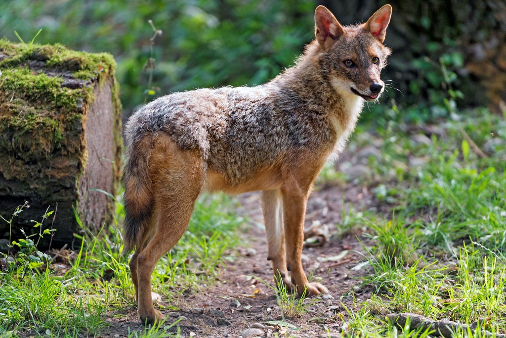 are jackals related to dogs