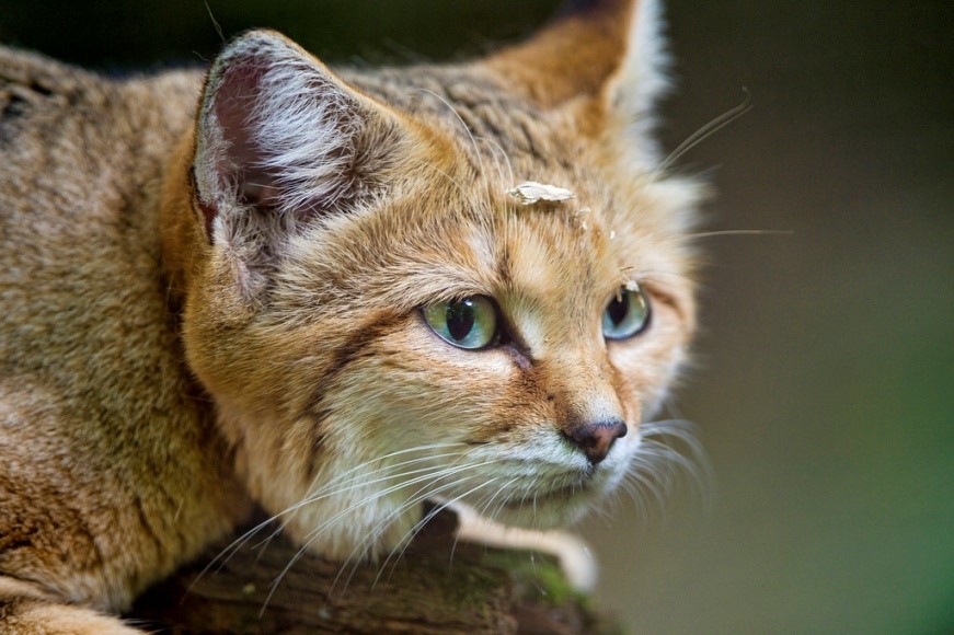 Keeping Sand Cats as Pets