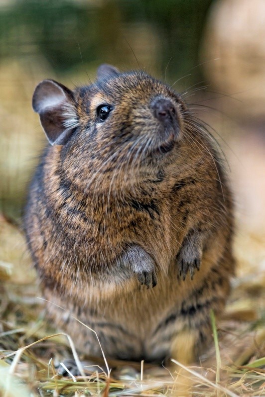 How To Care For A Pet Degu How To Care For A Pet Degu