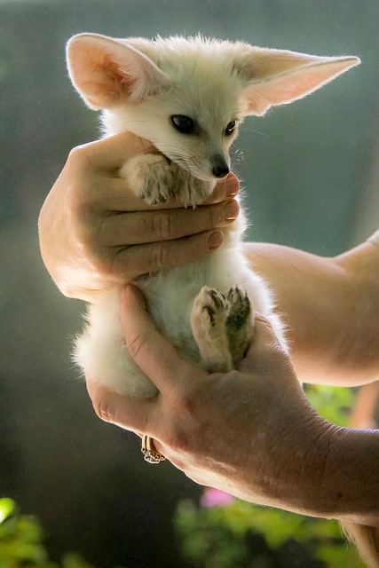 Pet Fennec Fox Legal States and Care information