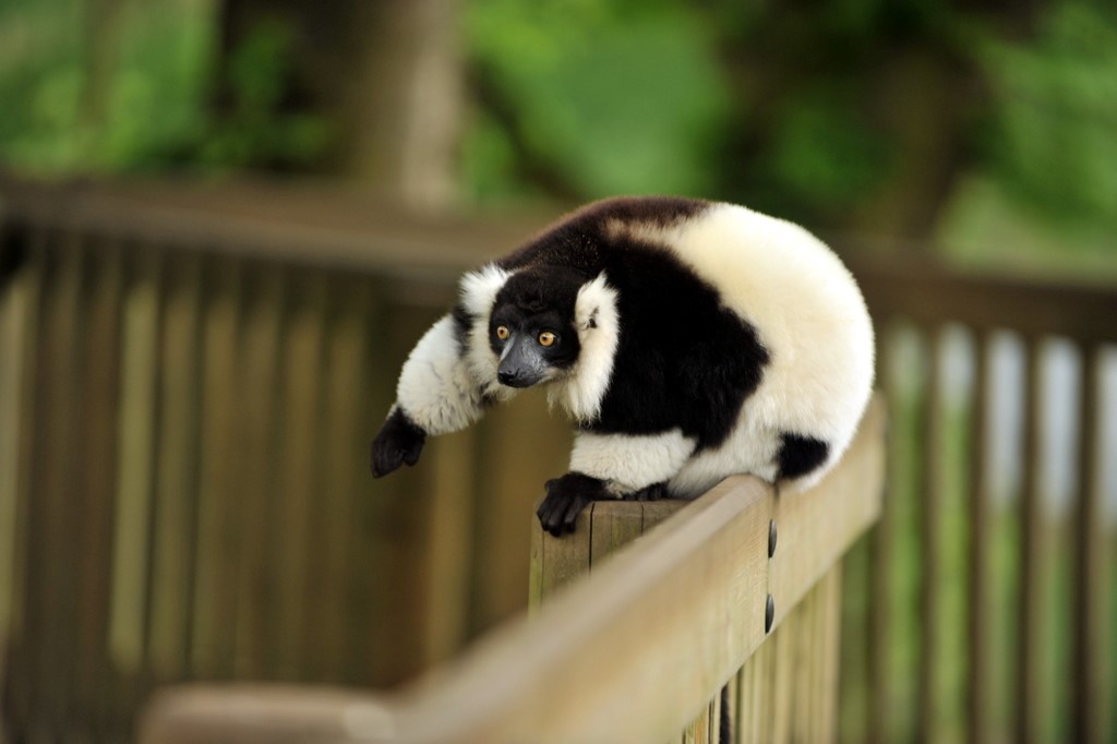 Pet Lemur
