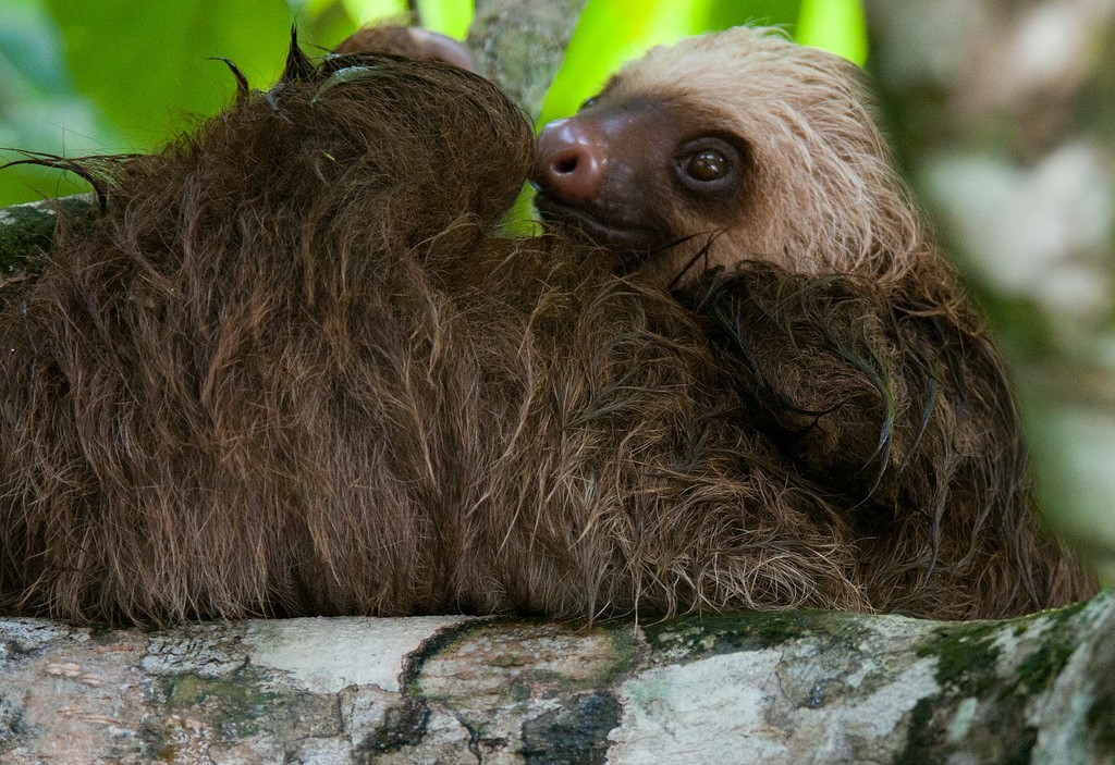Pet Sloth.