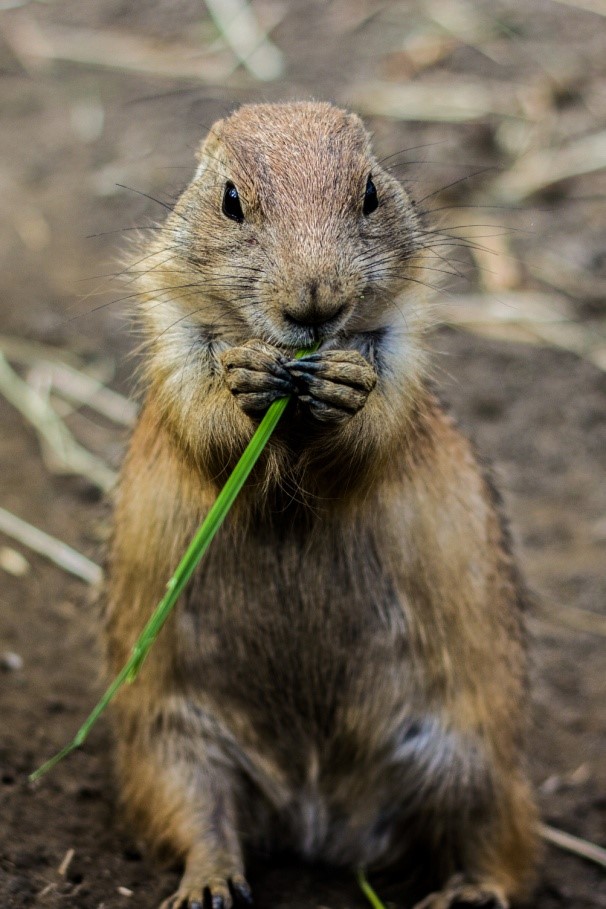 Prairie Dog Pet