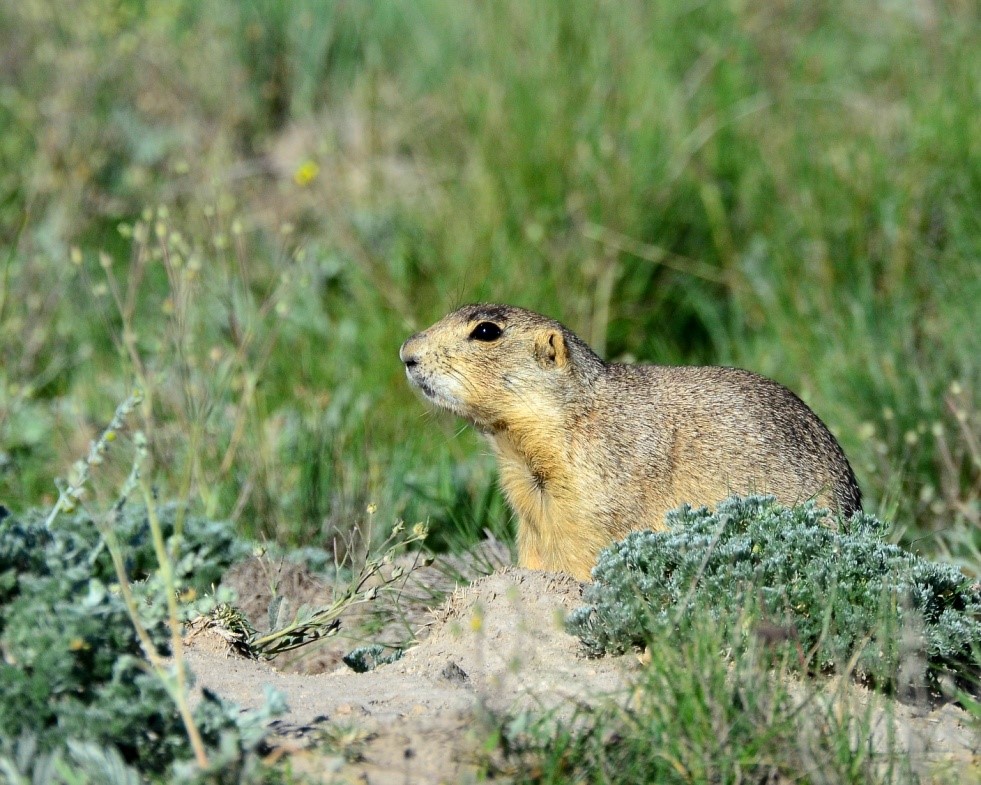 Prairie Dog