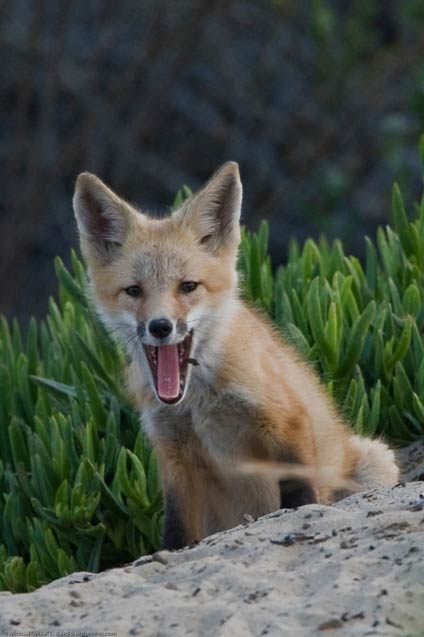 Where are pet foxes legal? List of Legal States for Each Species
