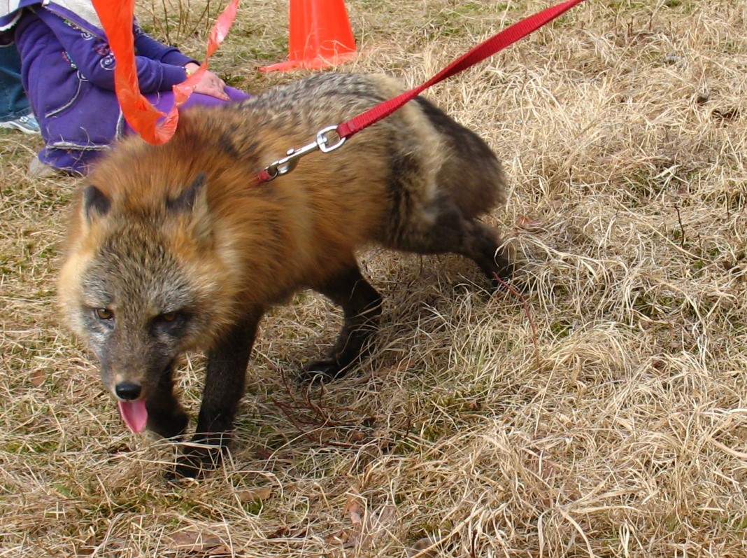Can You Really Buy A Domesticated Fox Can You Really Buy A Domesticated Fox