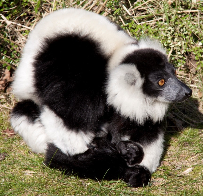 ruffed Lemur