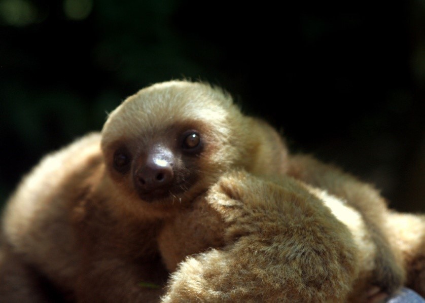 Pet Sloth Legal