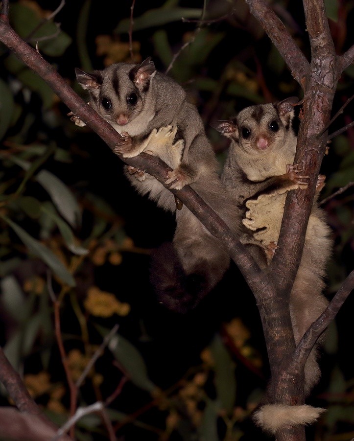 sugar glider pet