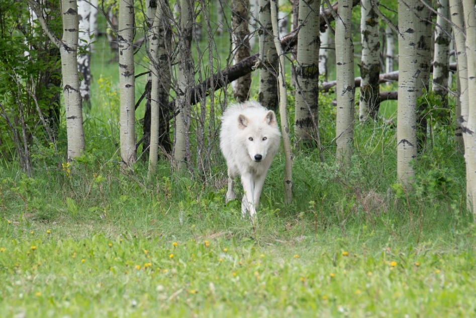 White Wolf