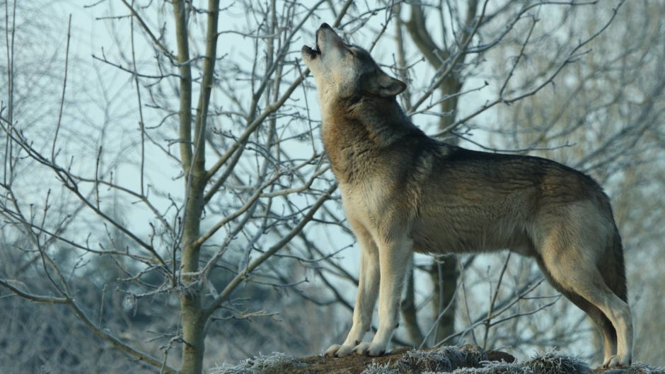 Are Wolves The Most Misunderstood Animals