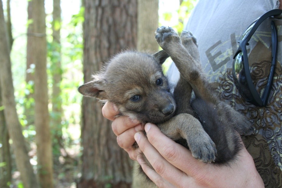 Buying a Wolf Puppy: Care, Legality 