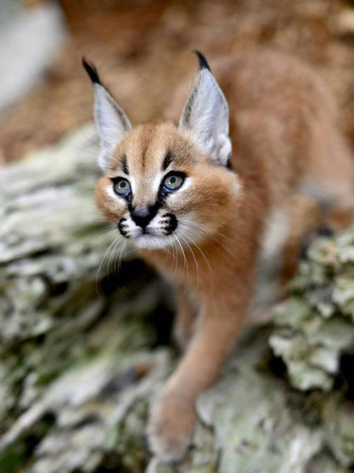 caracal african cats