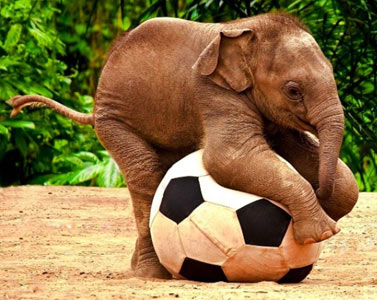 Elephants For Sale