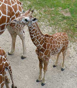 Baby Giraffe