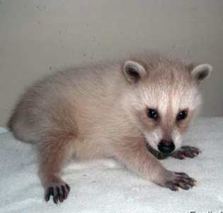 karton Shredded region Raccoons For Sale