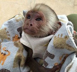 Capuchin Monkeys For Sale