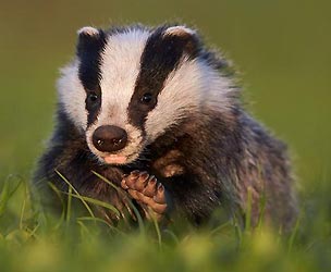 badgers badger exoticanimalsforsale