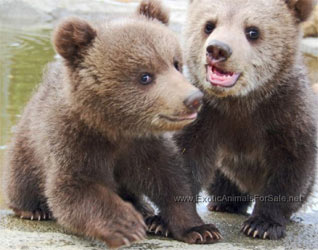 Baby Bears