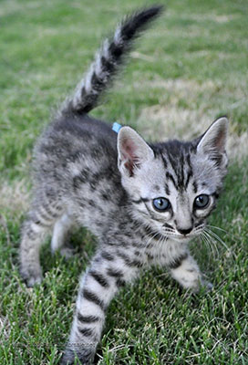 grey bengal cat