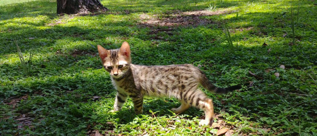 Bengal Cat