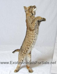 Bobcat for Sale