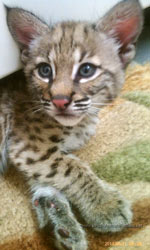 Bobcat for Sale