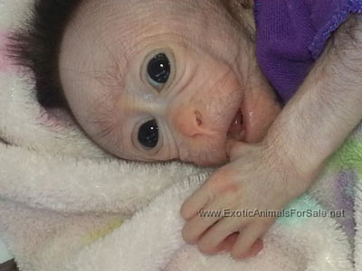 Bonnet Macaque For Sale