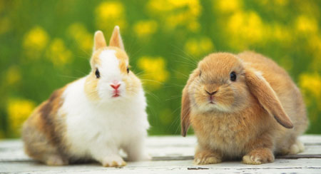 Rabbits For Sale - Exotic Animals For Sale