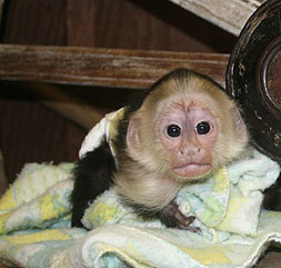 Capuchin Monkeys For Sale