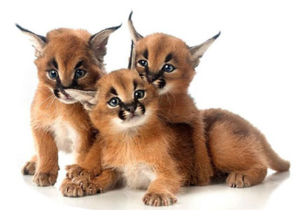 Caracals For Sale