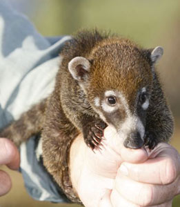 coatimundi coati pet nosed baby coatimundis exoticanimalsforsale forest