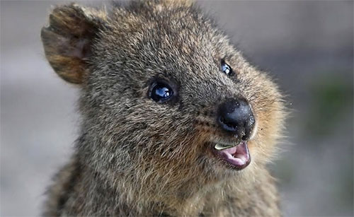 Quokkas