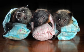 fruit bats as pets