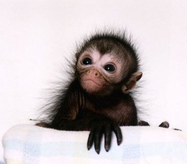 Spider Monkeys For Sale