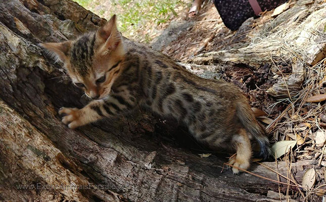 Bengal Cats For Sale