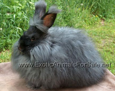 types of exotic rabbits