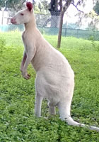 kangaroo for sale in usa