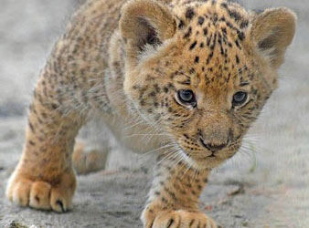 Liger Cub