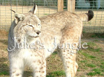 desert lynx for sale