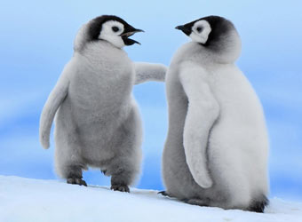 Can You Legally Own A Penguin In The Uk Penguins For Sale